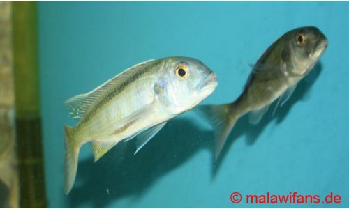 Buccochromis spectabilis